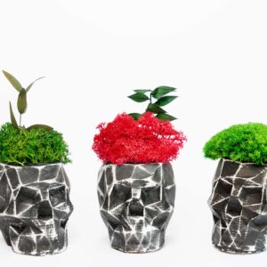 Váza ve tvaru 3d lebky s lišejníkem a rostlinami