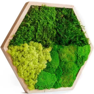 Hexagonales Moosbild mit Holzrahmen und verschiedenen Moosarten.