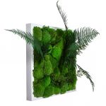 Obraz s kulatým mechem (kopečkový mech, ball moss) a rostlinami