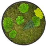 Kulatý obraz s plochým, kopečkovým mechem a sobí mech