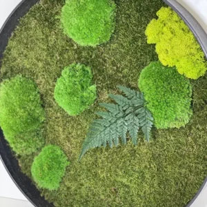 Rundes Moosbild mit grünem Kugel-, Island- und Flachmoos, Farnblatt, in schwarzem Rahmen, leicht schräg.