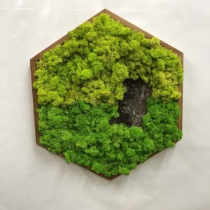 Hexagon Šestiúhelník obraz s sobí mech (lišejníkem) а kúrou