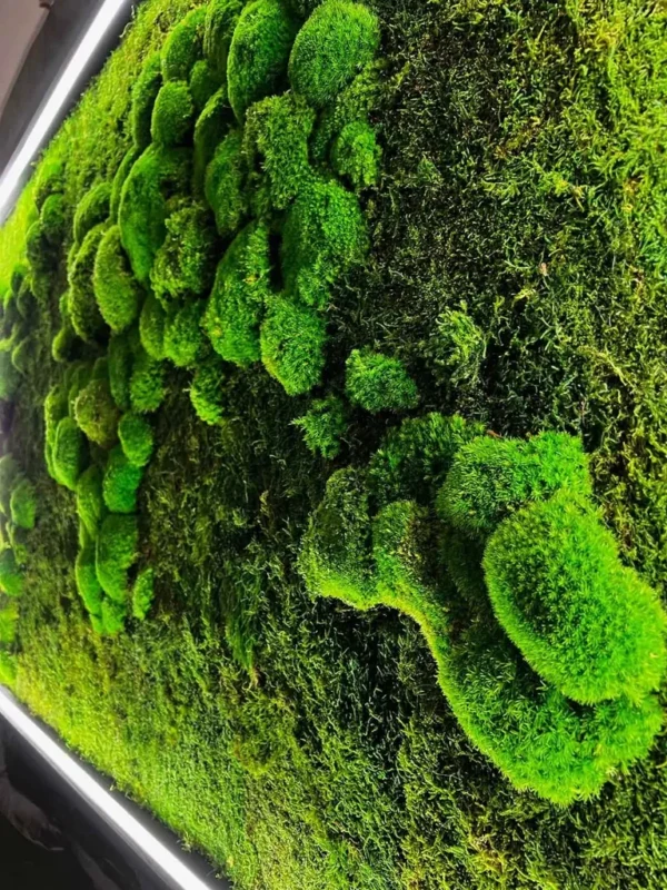 Mechový obraz mapa světa z plochý a kopečkový mech s podsvícením