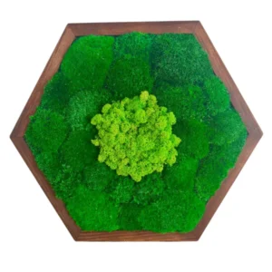 Hexagon - Mechový obraz s kopečkovým a sobím mechem