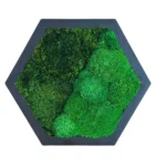 Hexagon Mechový Obraz s Kulatým a Sobím Mechem