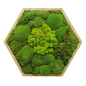 Hexagon Mechový Obraz s Kopečkovým a Sobí mechem