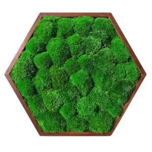 Hexagon Mechový Obraz s Kopečkovým mechem