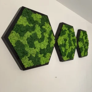 Mechový Hexagon se Stabilizovaným Sobí Mechem