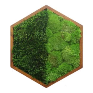 Hexagon mechový obraz s kulatým a sibiřským mechem