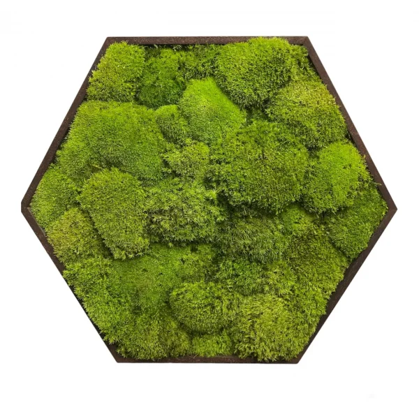 Hexagon Mechový Obraz s Kopečkovým mechem