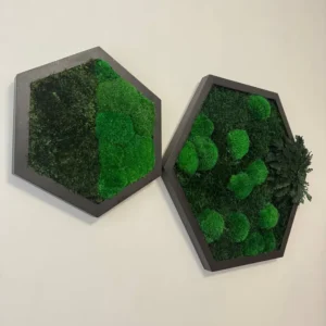 Hexagon Mechový Obraz s Kulatým a Sobím Mechem