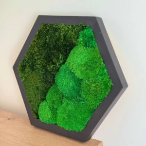 Hexagon Mechový Obraz s Kulatým a Sobím Mechem