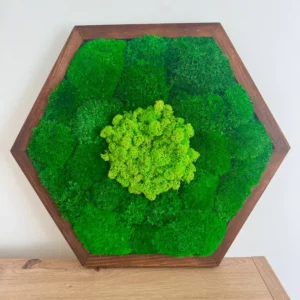 Hexagon - Mechový obraz s kopečkovým a sobím mechem