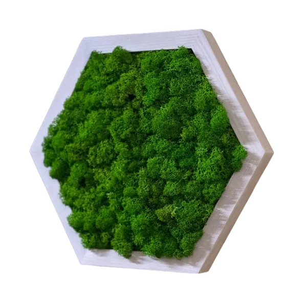 Mechový hexagon obraz s sobí mechem