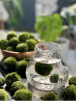 Mechová koule do akvária – Marimo koule 1–2 cm