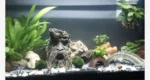 Mechové koule do akvária – Marimo Mooskugel pro akvárium 6–10 cm