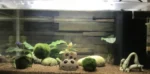 Mechové koule do akvária – Marimo Mooskugel pro akvárium 6–10 cm