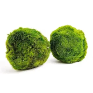 Akváriová mechová koule – Marimo Aegagropila linnaei | Řasokoule do akvária: Mechová koule Řasokoule prodej: Dekorace do akvária 3–4 cm