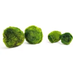 Mechové koule do akvária – Marimo Mooskugel pro akvárium 6–10 cm