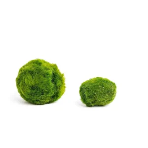 Mechová koule do akvária – Marimo koule 1–2 cm | Řasokoule do akvária: Mechová koule 2–3 cm