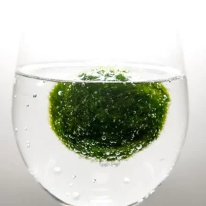 Demonstration einer Marimo-Mooskugel in einem Glas