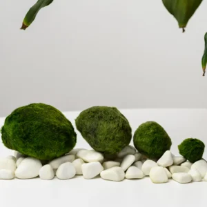 Řasokoule XL velikost 5–7 cm: Mechová koule pro akvárium Řasokoule: Mechová koule do akvária – Marimo koule 1–2 cm