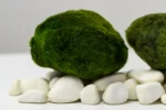 Největší řasokoule do akvária: Prémiová řasokoule 7–10 cm Mechové koule do akvária – Marimo Mooskugel pro akvárium 7–10 cm