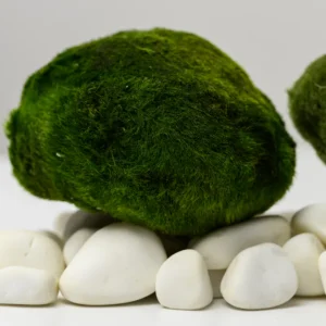 Největší řasokoule do akvária: Prémiová řasokoule 7–10 cm Mechové koule do akvária – Marimo Mooskugel pro akvárium 7–10 cm