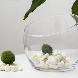 Řasokoule: Mechová koule do akvária – Marimo koule 1–2 cm