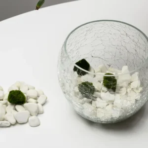 Řasokoule: Mechová koule do akvária – Marimo koule 1–2 cm