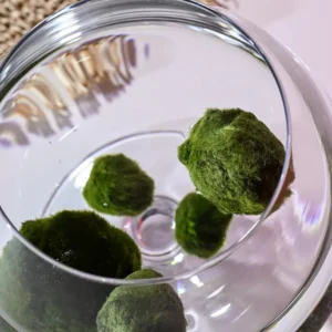 Řasokoule: Mechová koule do akvária – Marimo koule 1–2 cm