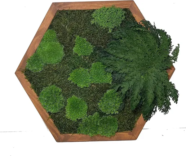 Moosbild Hexagon mit Moos und Pflanzen Moosbild Hexagon mit Moos und Pflanzen - MoosHexagon