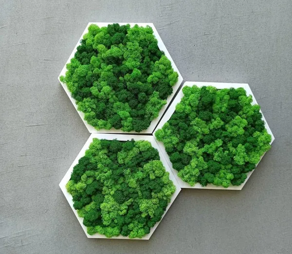 Moosbild Hexagon mit Islandmoos Moosbild Hexagon mit Islandmoos
